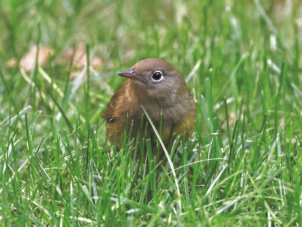 Connecticut Warbler - ML643592341