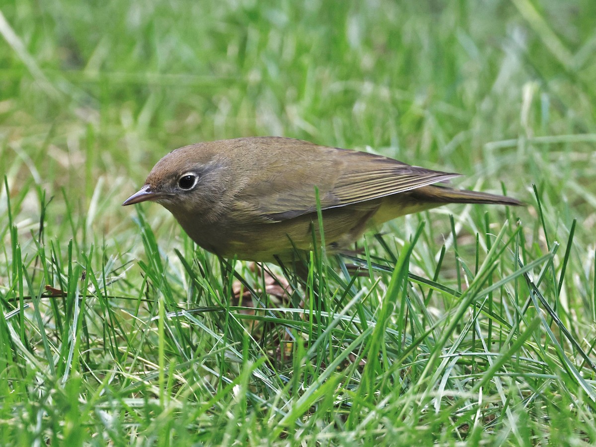 Connecticut Warbler - ML643592342