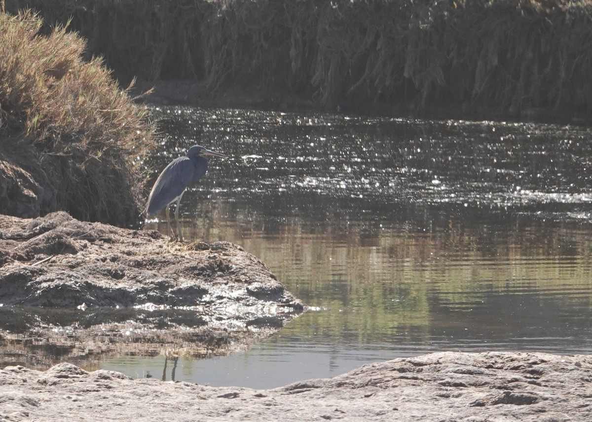 Tricolored Heron - ML643592349