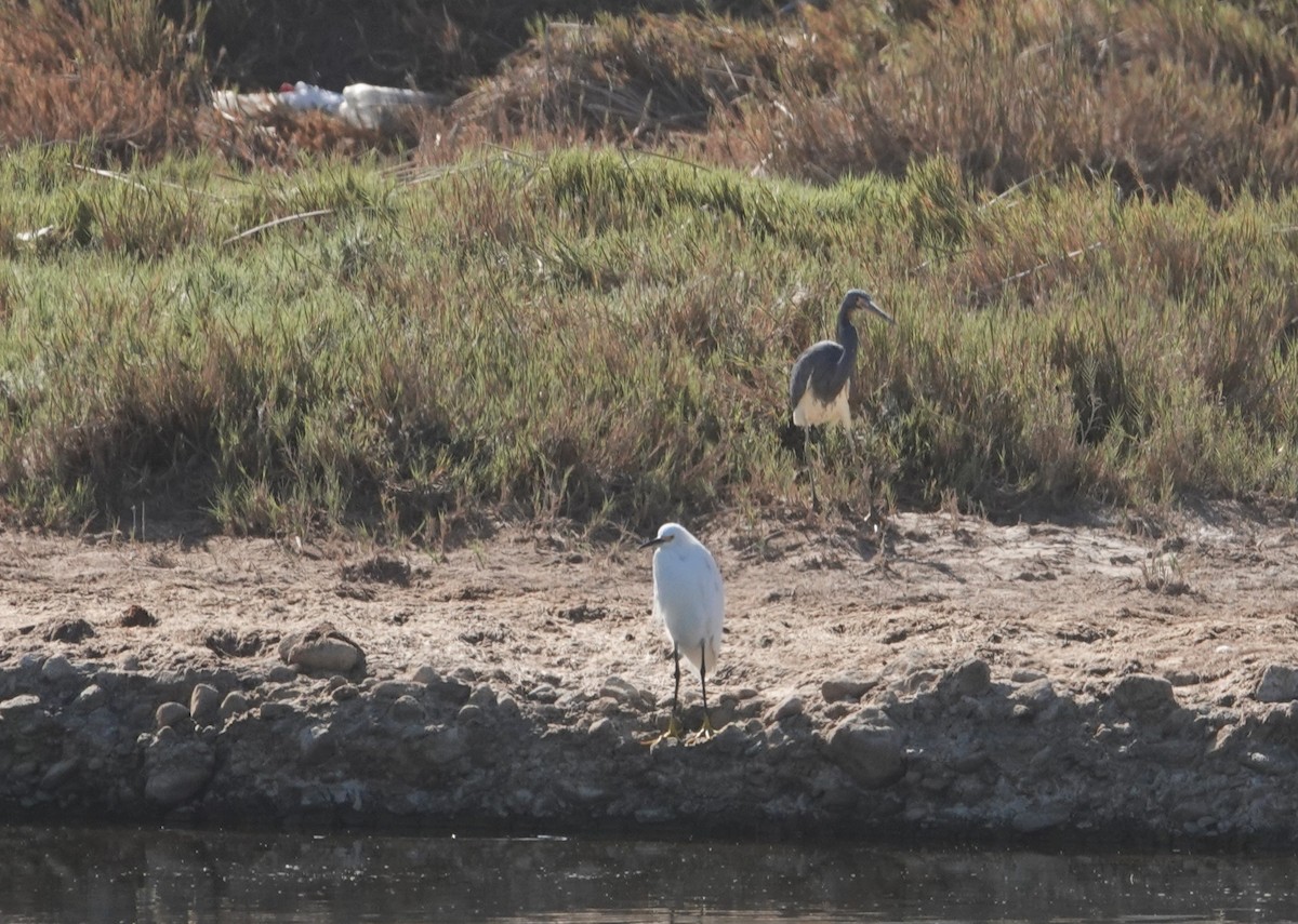 Tricolored Heron - ML643592351