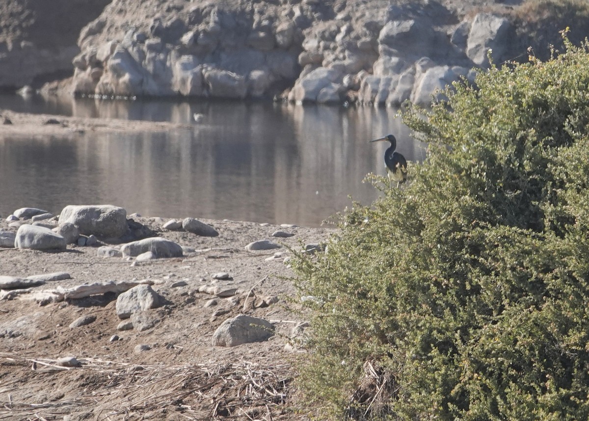 Tricolored Heron - ML643592352