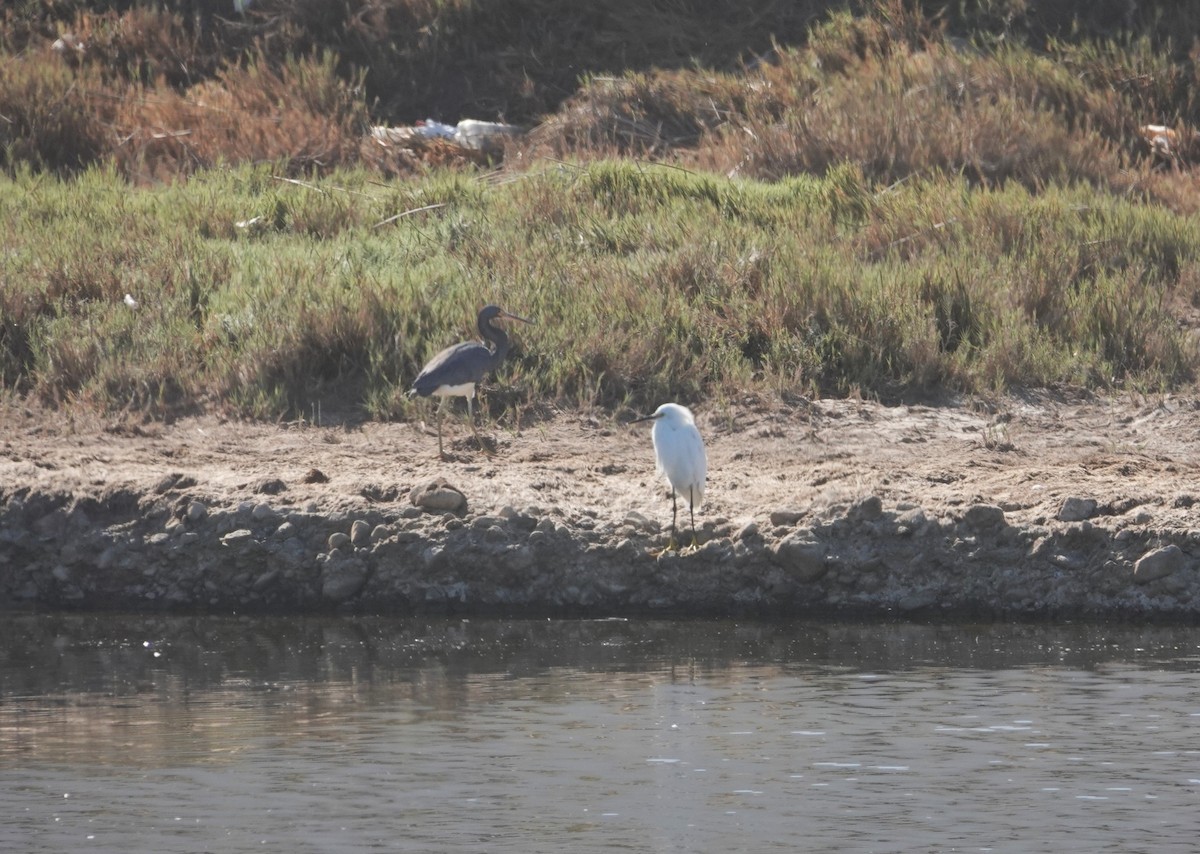 Tricolored Heron - ML643592353