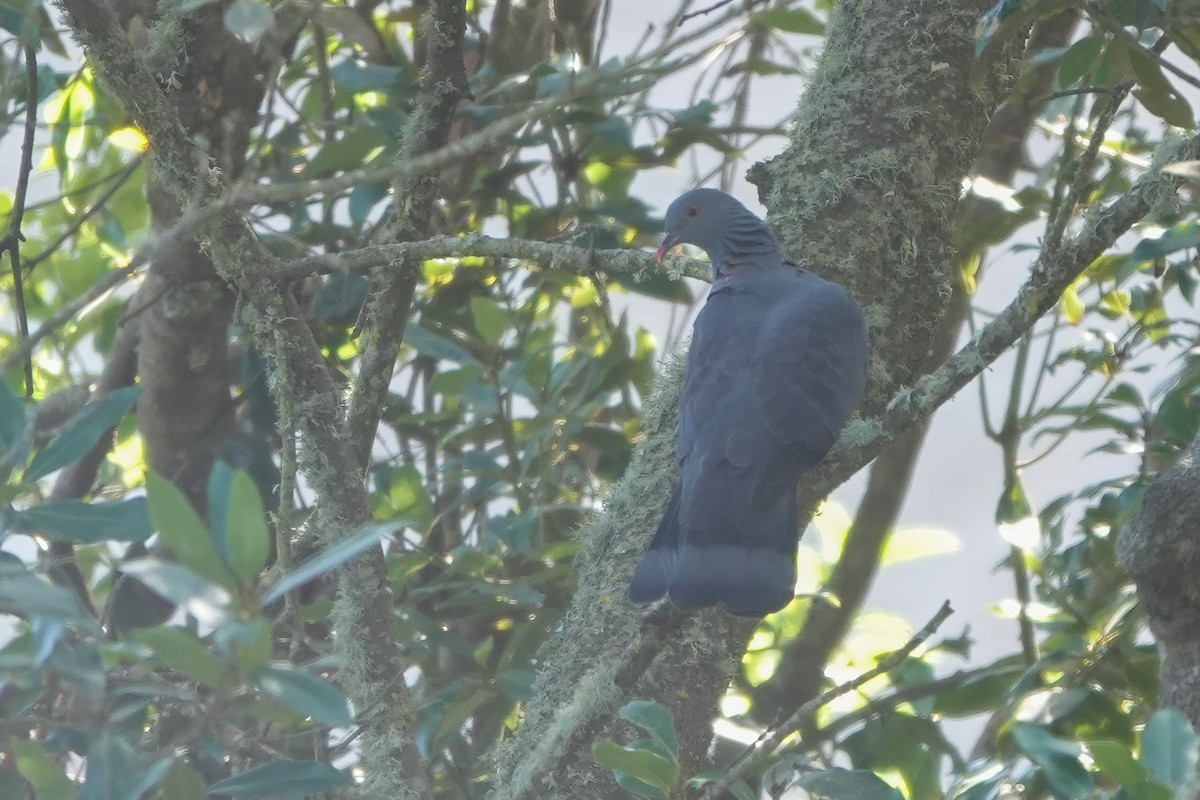 カナリーバト - ML643592358