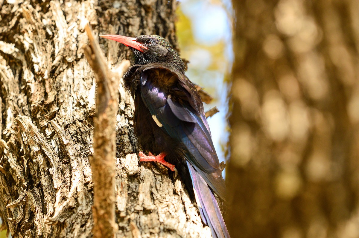 dudkovec fialový (ssp. damarensis) - ML643592362