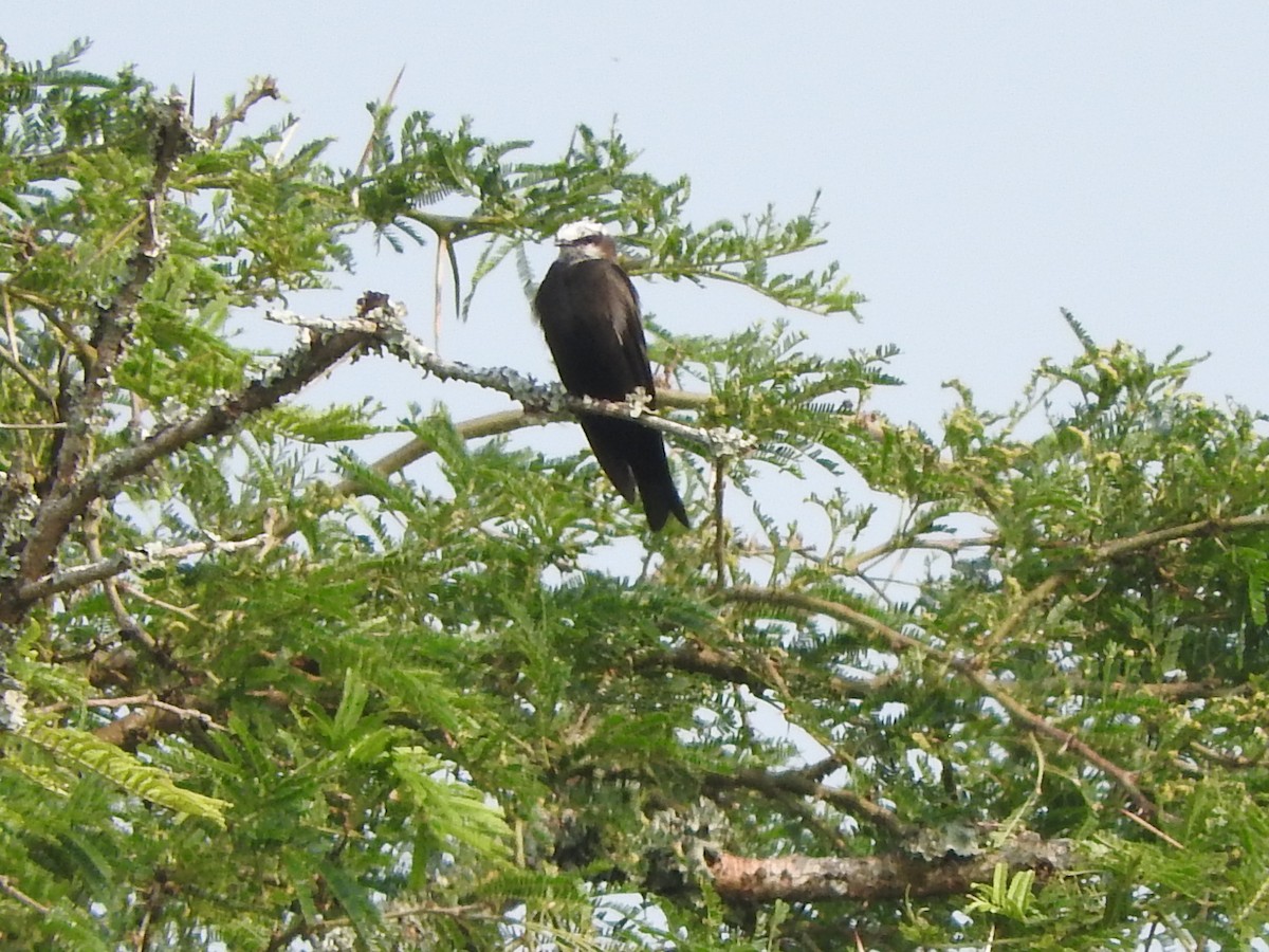 White-headed Sawwing - ML643592365