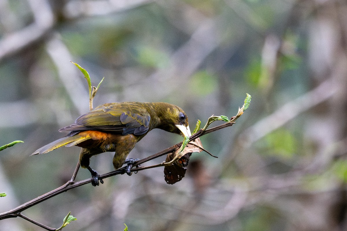 Cacique Verdioscuro - ML643592372