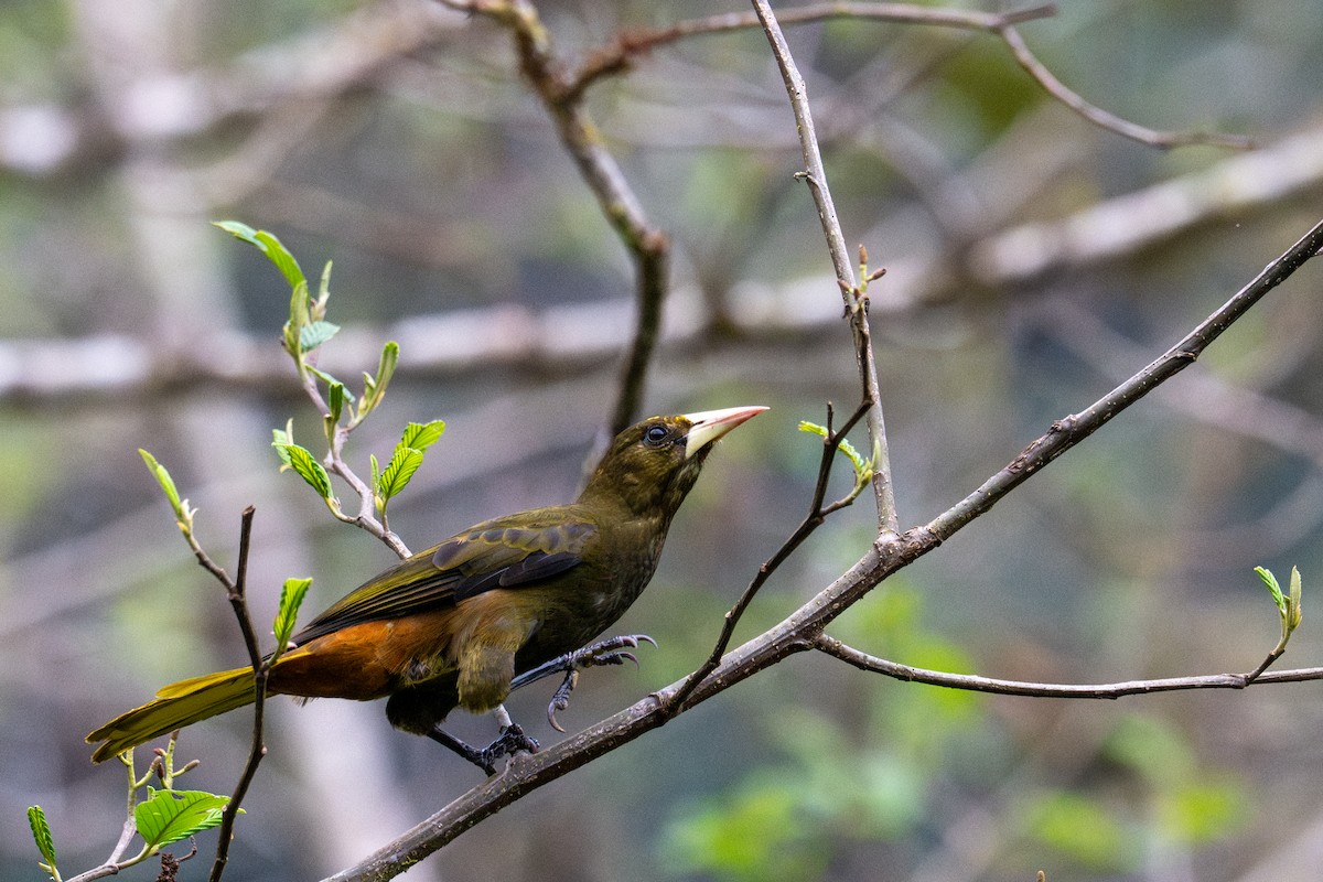 Cacique Verdioscuro - ML643592373