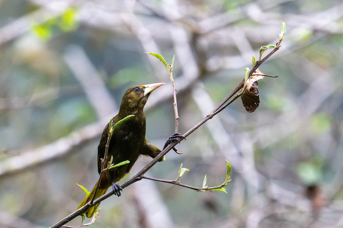 Cacique Verdioscuro - ML643592374