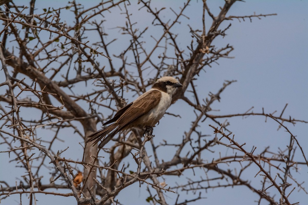 White-crowned Shrike - ML643592377
