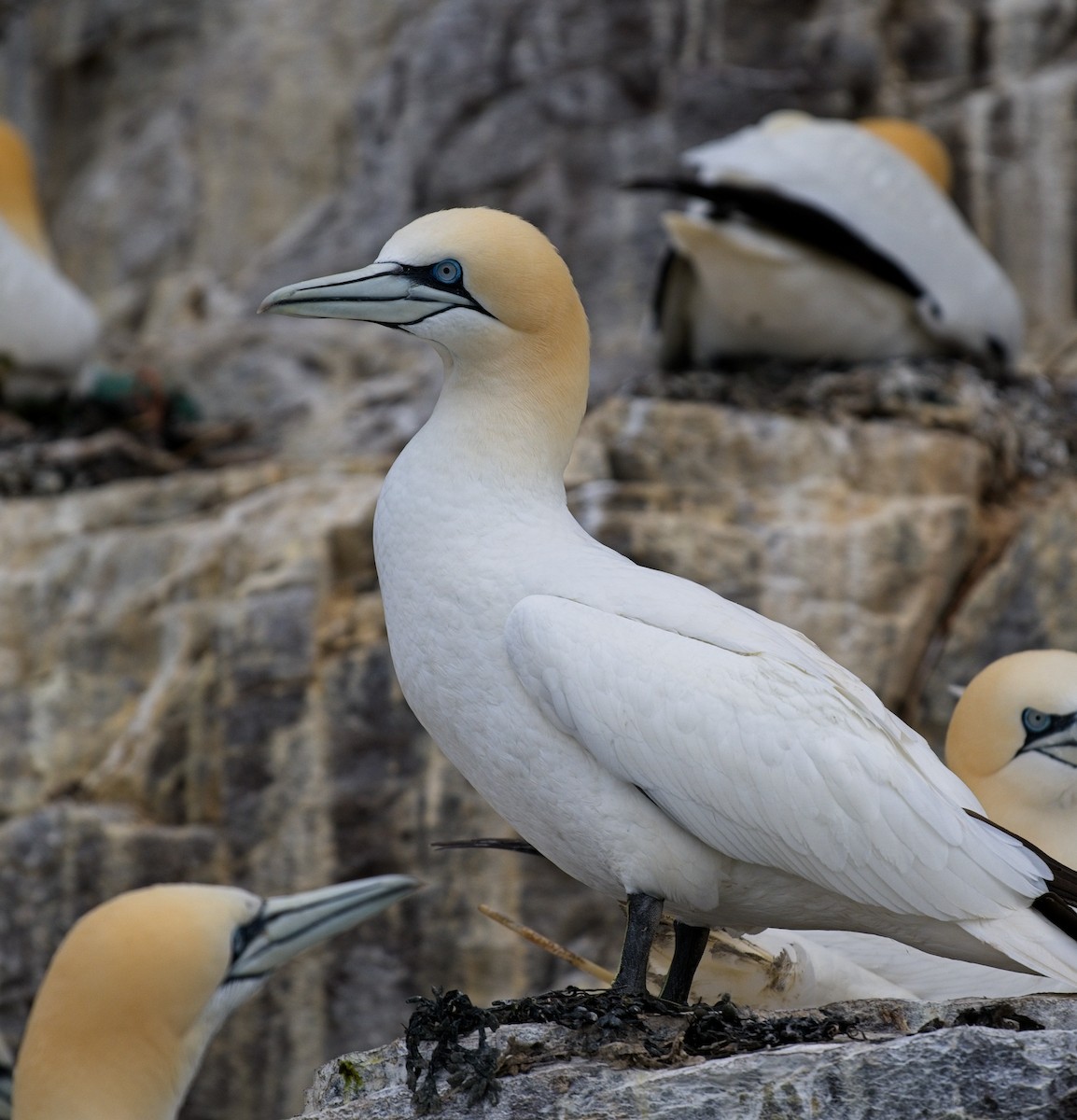 Northern Gannet - ML643592382
