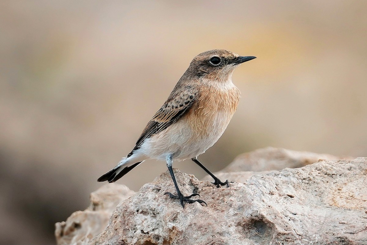 Eastern Black-eared Wheatear - ML643592385