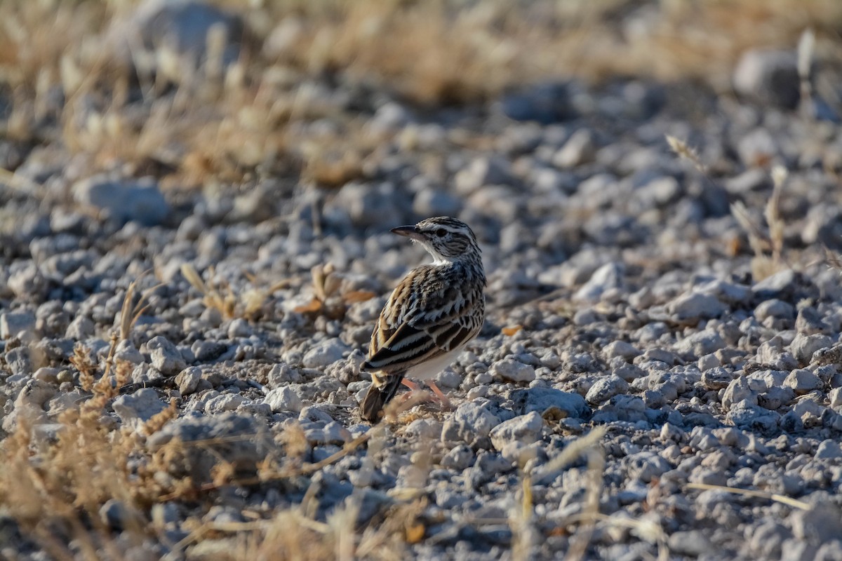 Sabota Lark - ML643592393