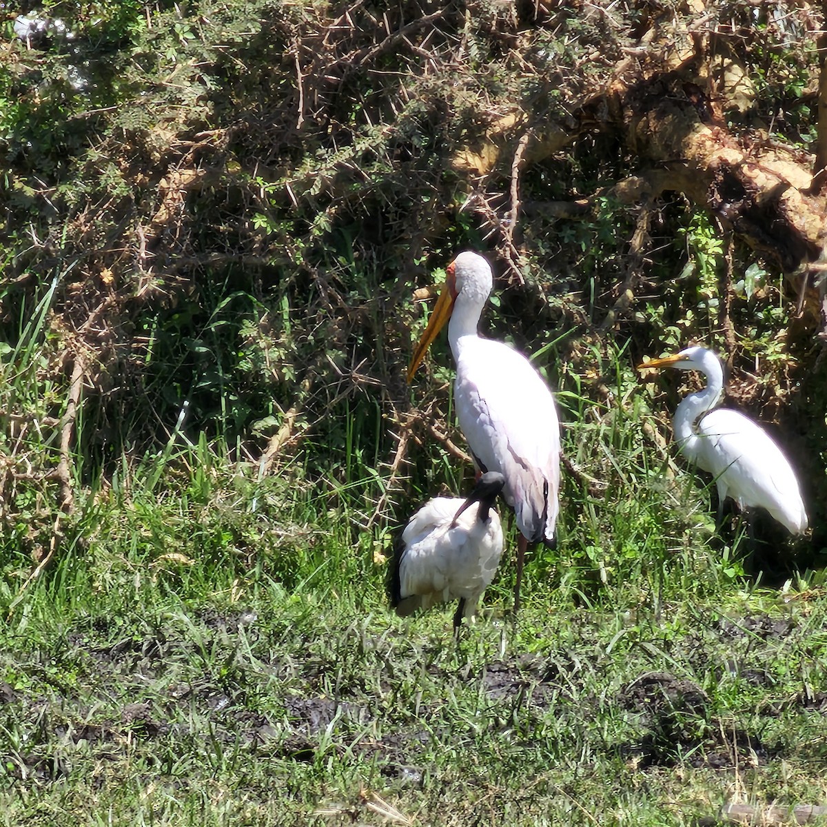Yellow-billed Stork - ML643592394