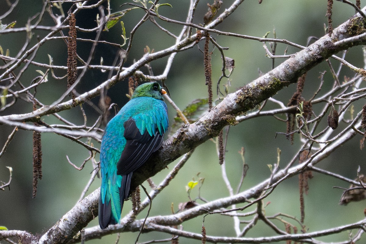 Quetzal doré - ML643592399