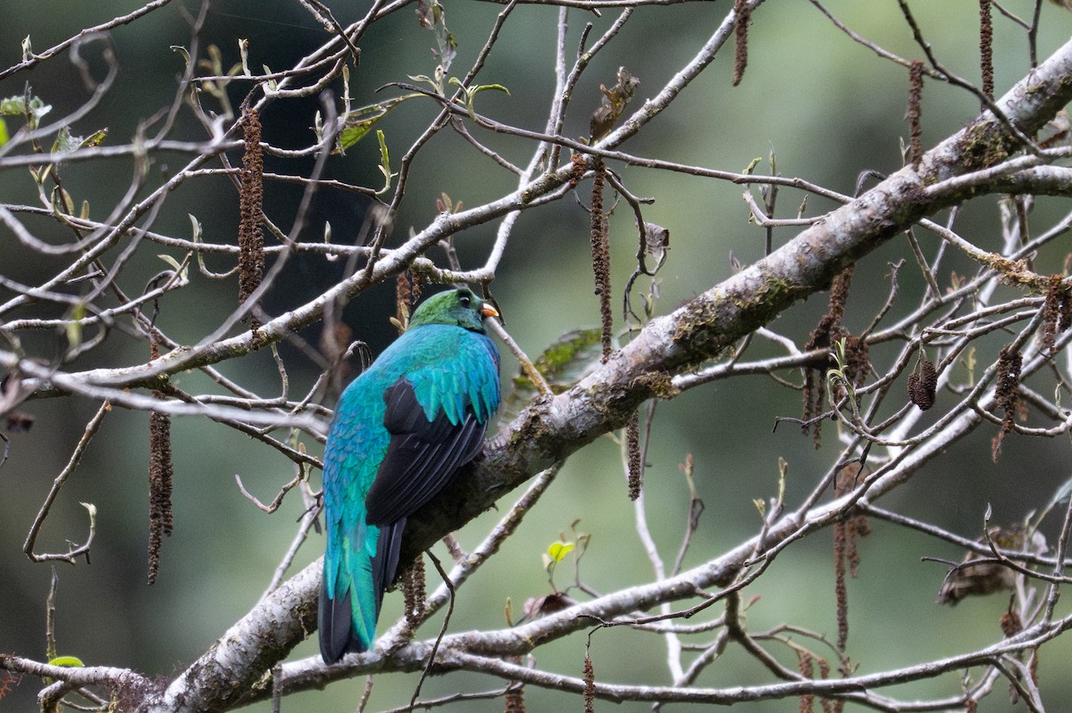 Quetzal doré - ML643592400