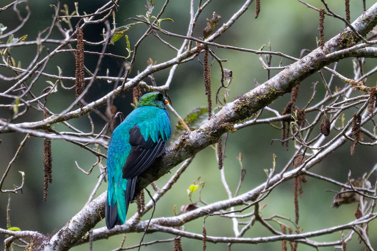 Quetzal doré - ML643592402