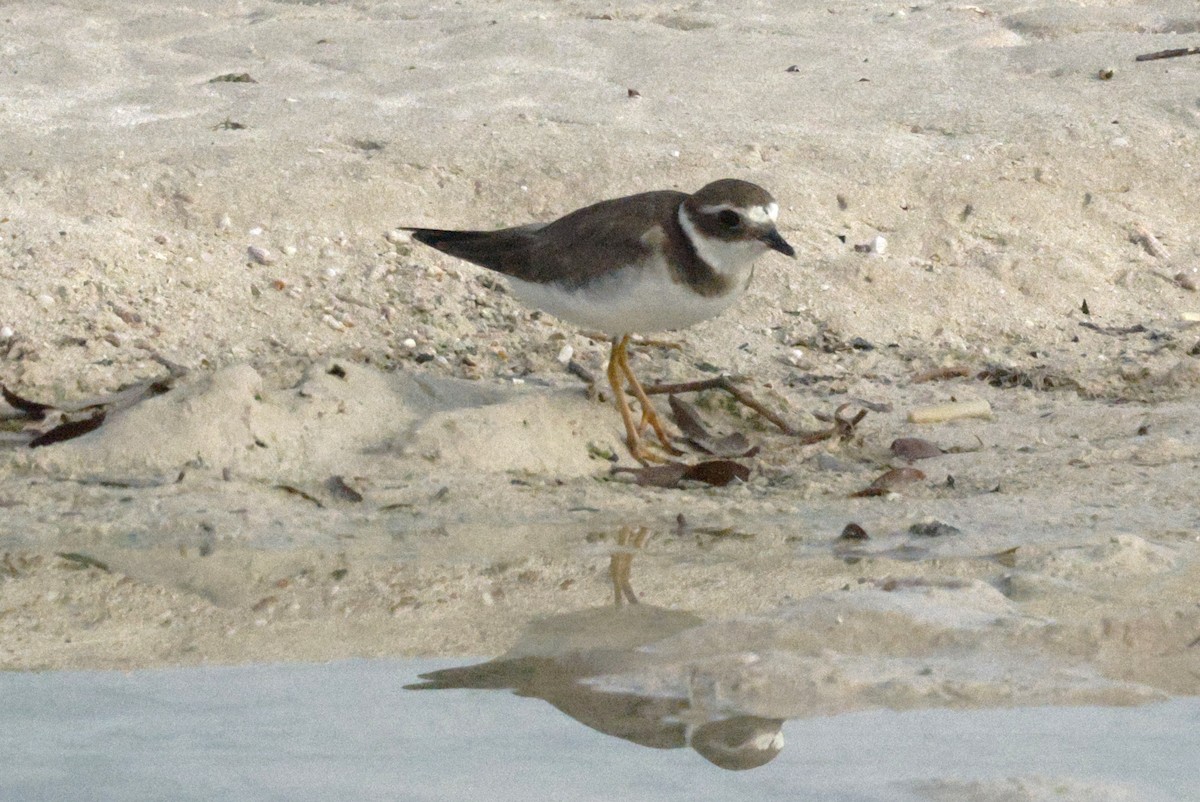 Common Ringed Plover - ML643592404