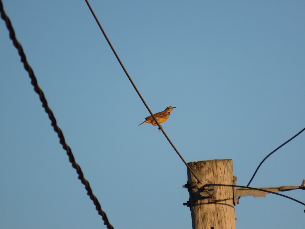 Eastern Meadowlark - ML643592405