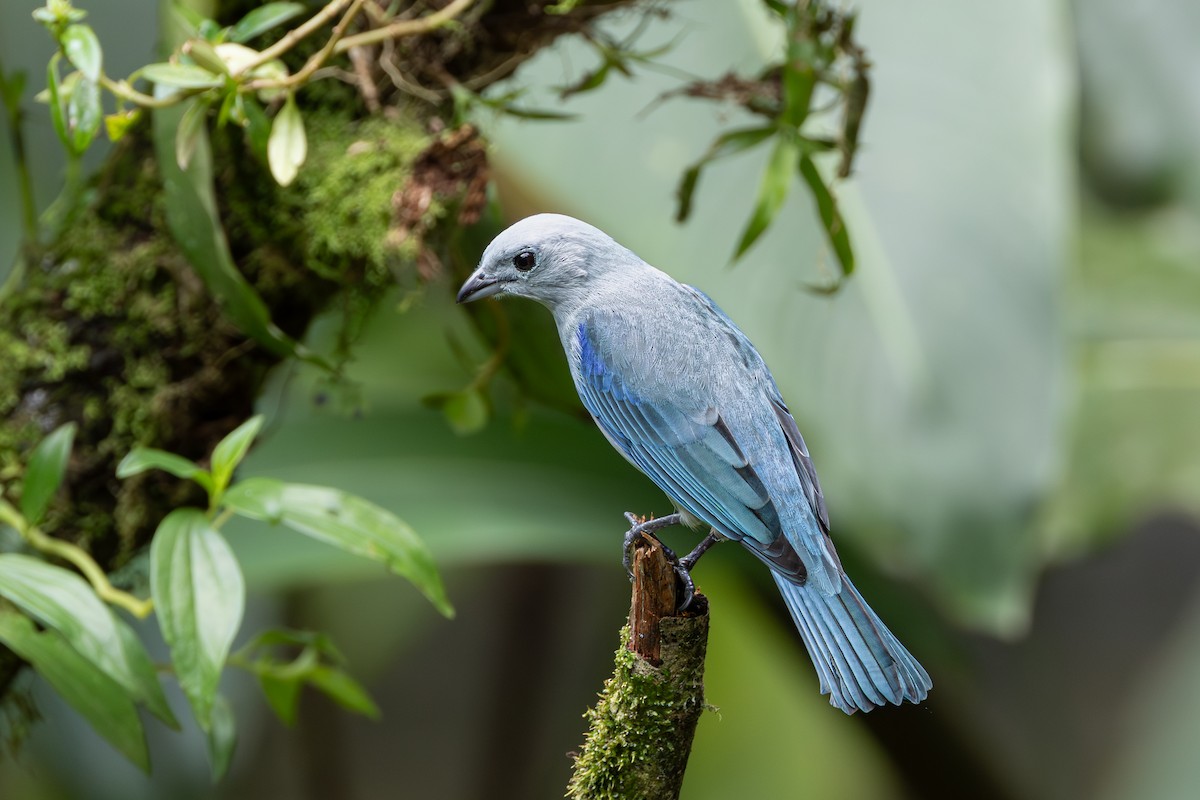 Blue-gray Tanager - ML643592408