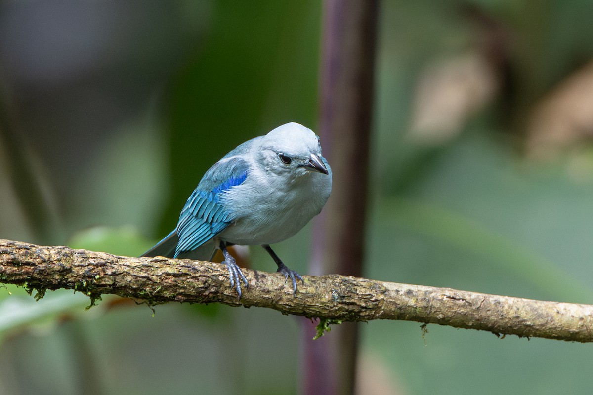 Blue-gray Tanager - ML643592409