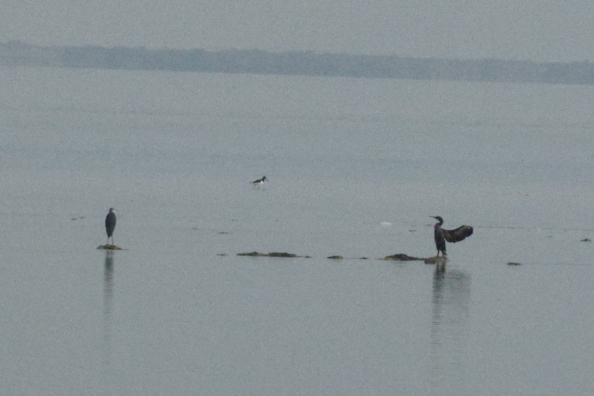Socotra Cormorant - ML643592411