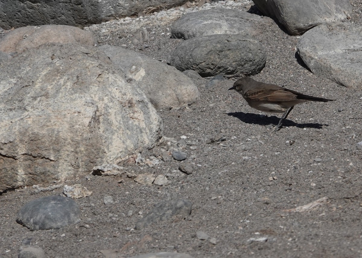 Spot-billed Ground-Tyrant - ML643592418