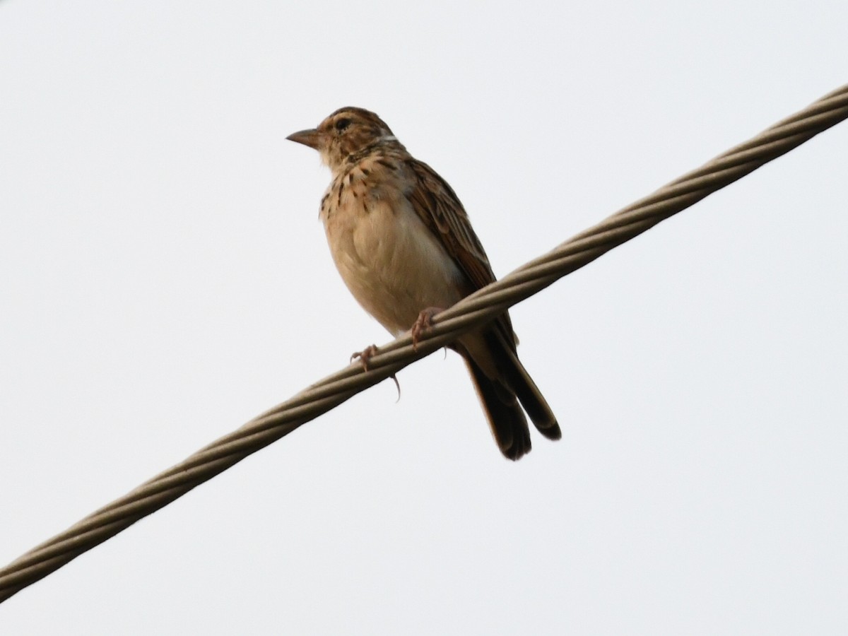 Indian Bushlark - ML643592420