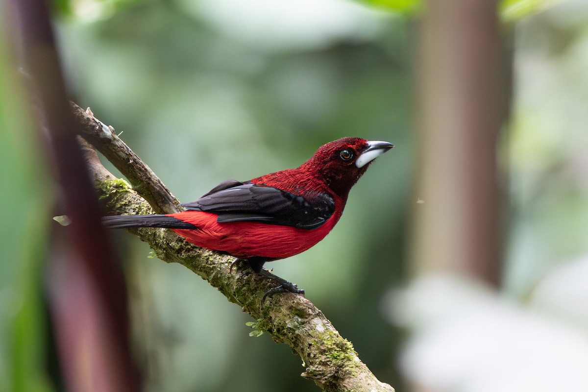 Crimson-backed Tanager - ML643592421