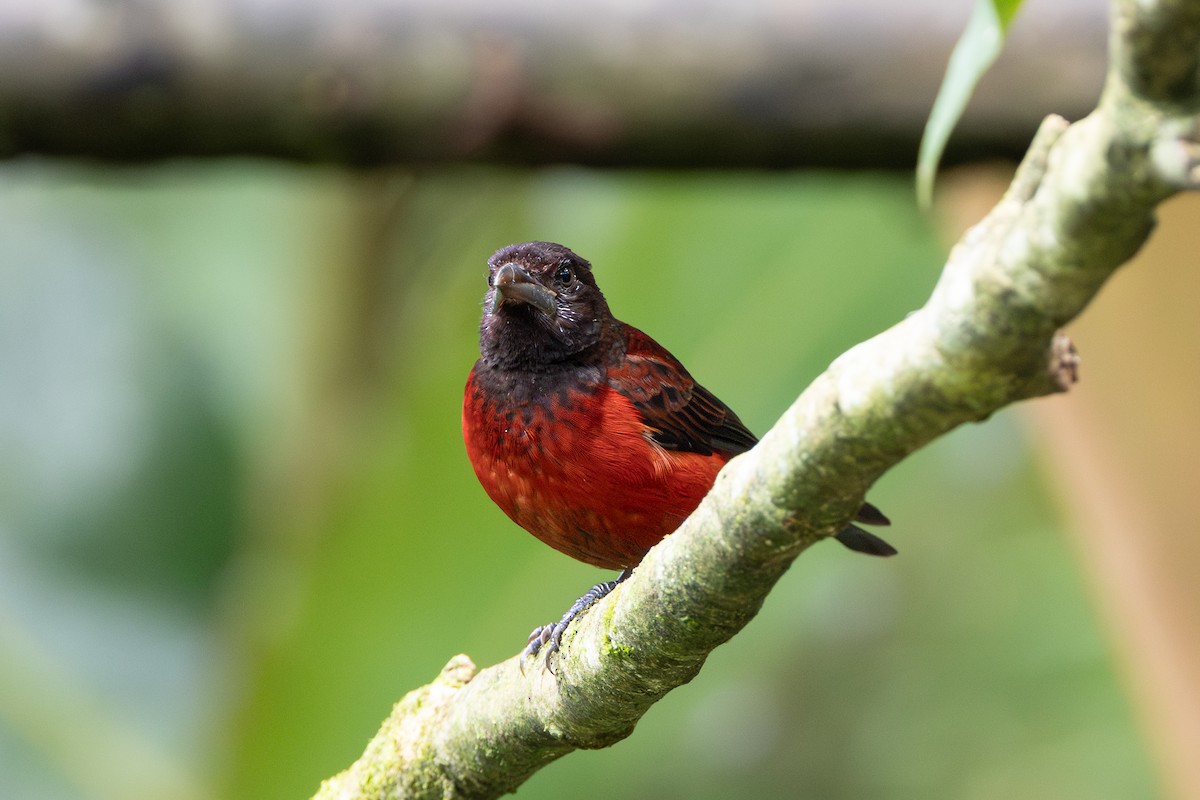 Crimson-backed Tanager - ML643592422