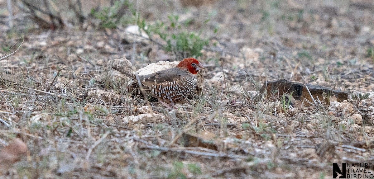 Red-headed Finch - ML643592426