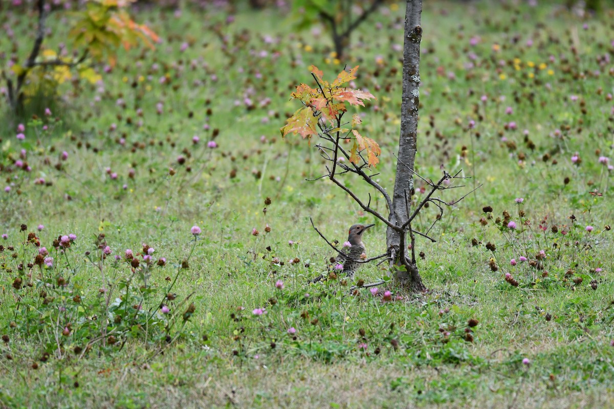 Northern Flicker - ML643592427