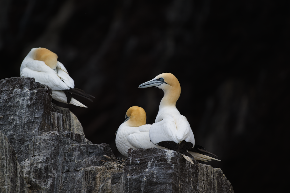 Northern Gannet - ML643592455