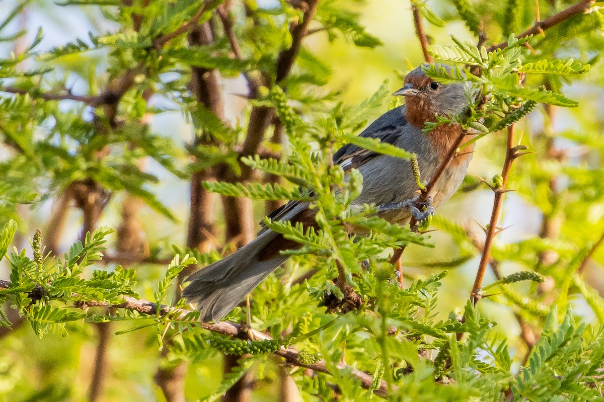 Tamarugo Conebill - ML643592467