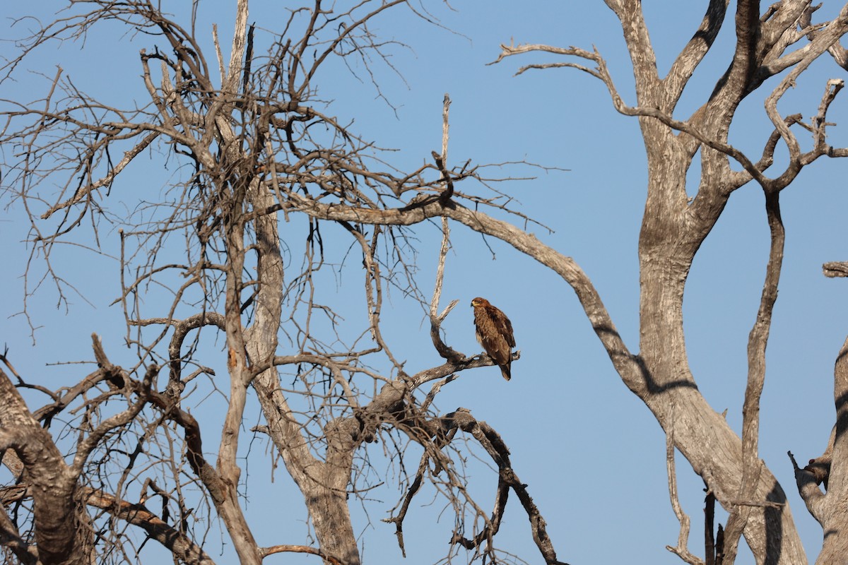Tawny Eagle - ML643592471
