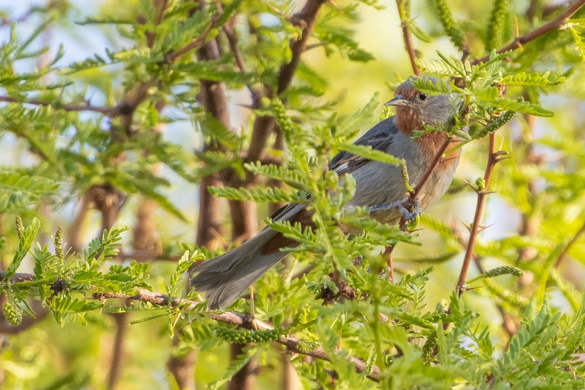 Tamarugo Conebill - ML643592475
