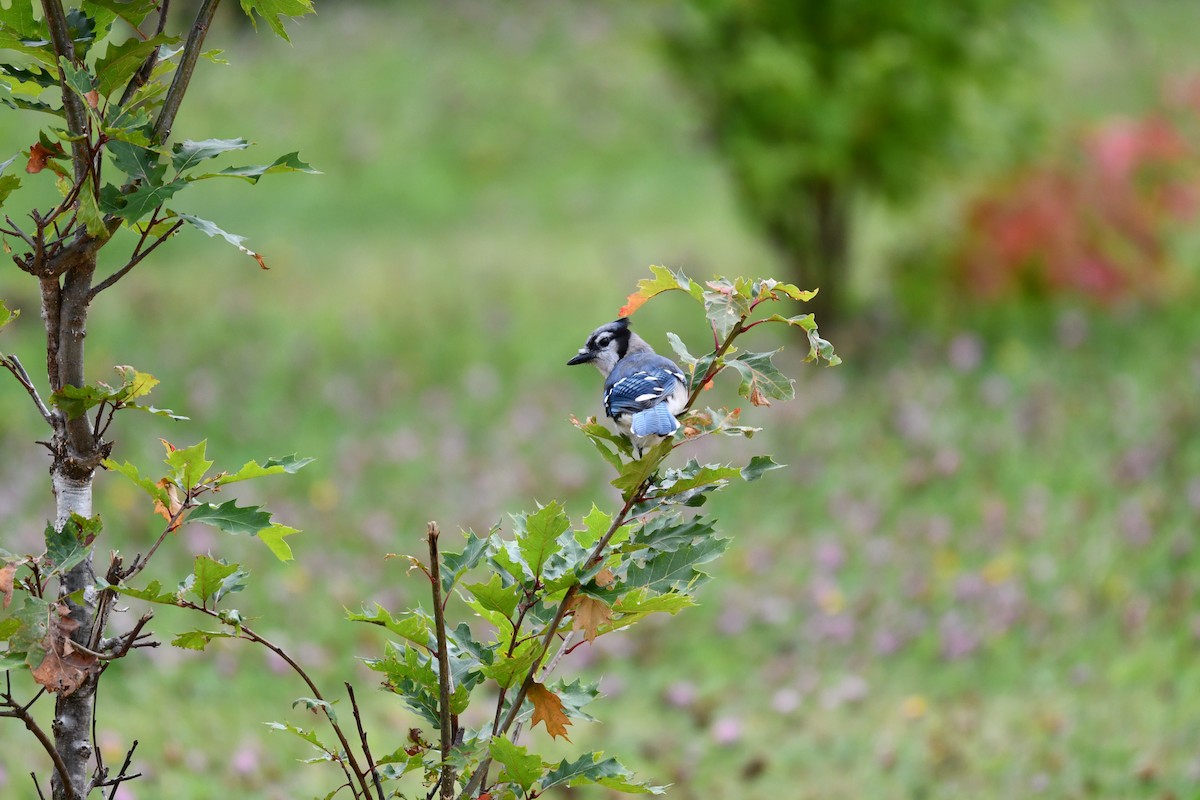 Blue Jay - ML643592476