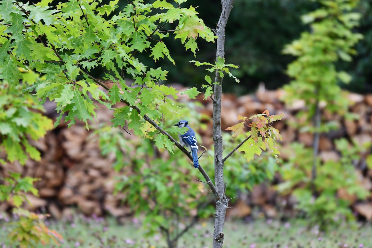 Blue Jay - ML643592477