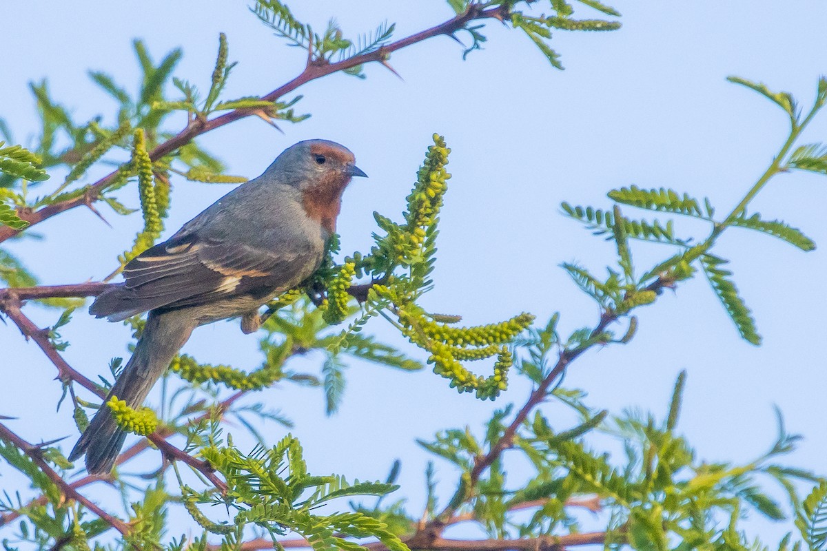 Tamarugo Conebill - ML643592484