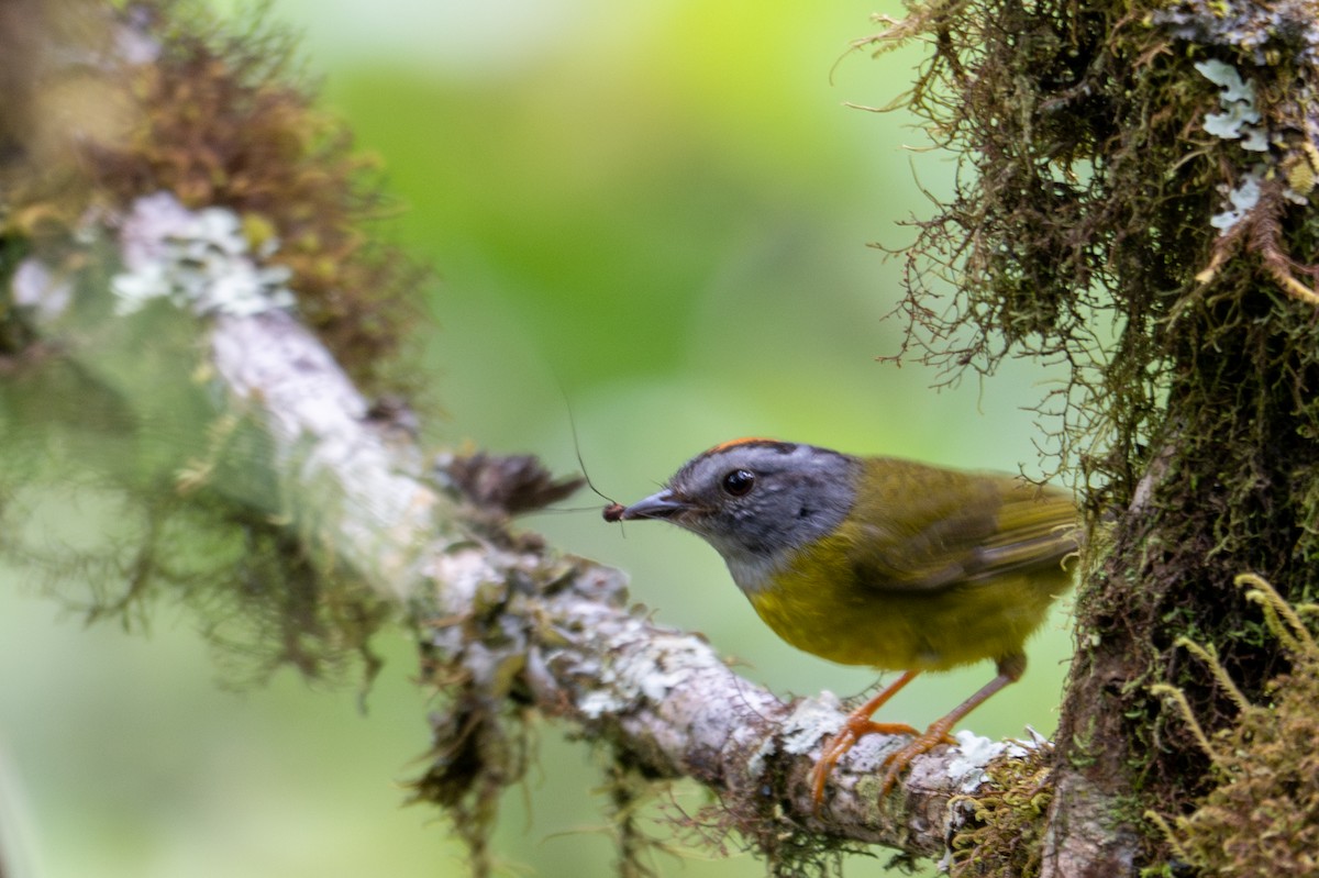 Russet-crowned Warbler - ML643592489