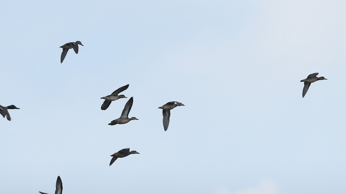 Green-winged Teal - ML643592516