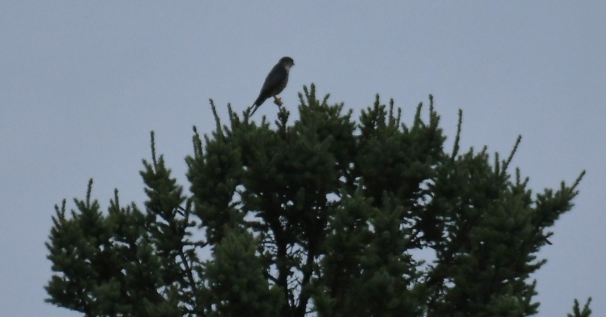 Merlin - ML643592537