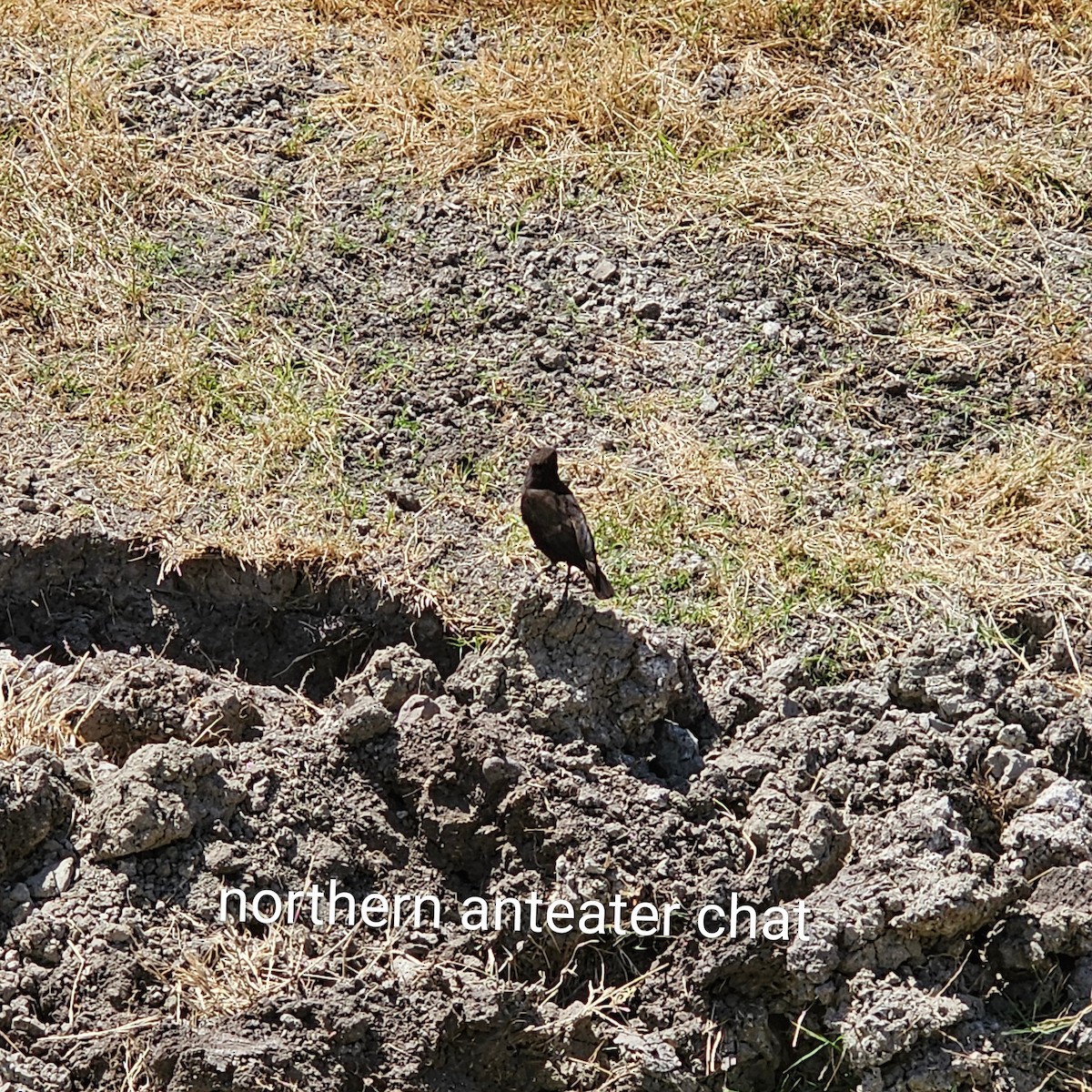 Northern Anteater-Chat - ML643592542