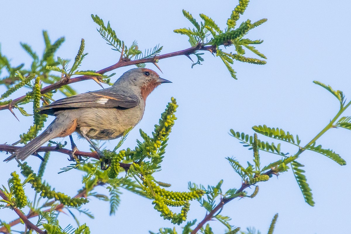 Tamarugo Conebill - ML643592545