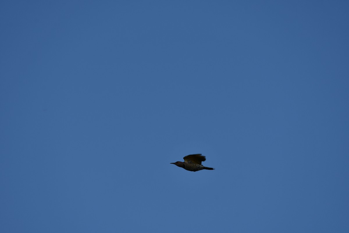 Northern Flicker - ML643592548