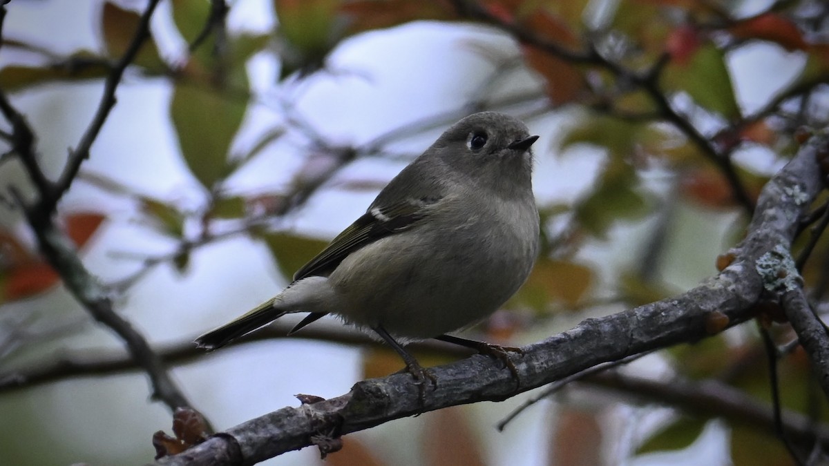 Ruby-crowned Kinglet - ML643592559