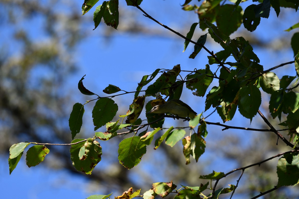 Vireo occhirossi - ML643592572