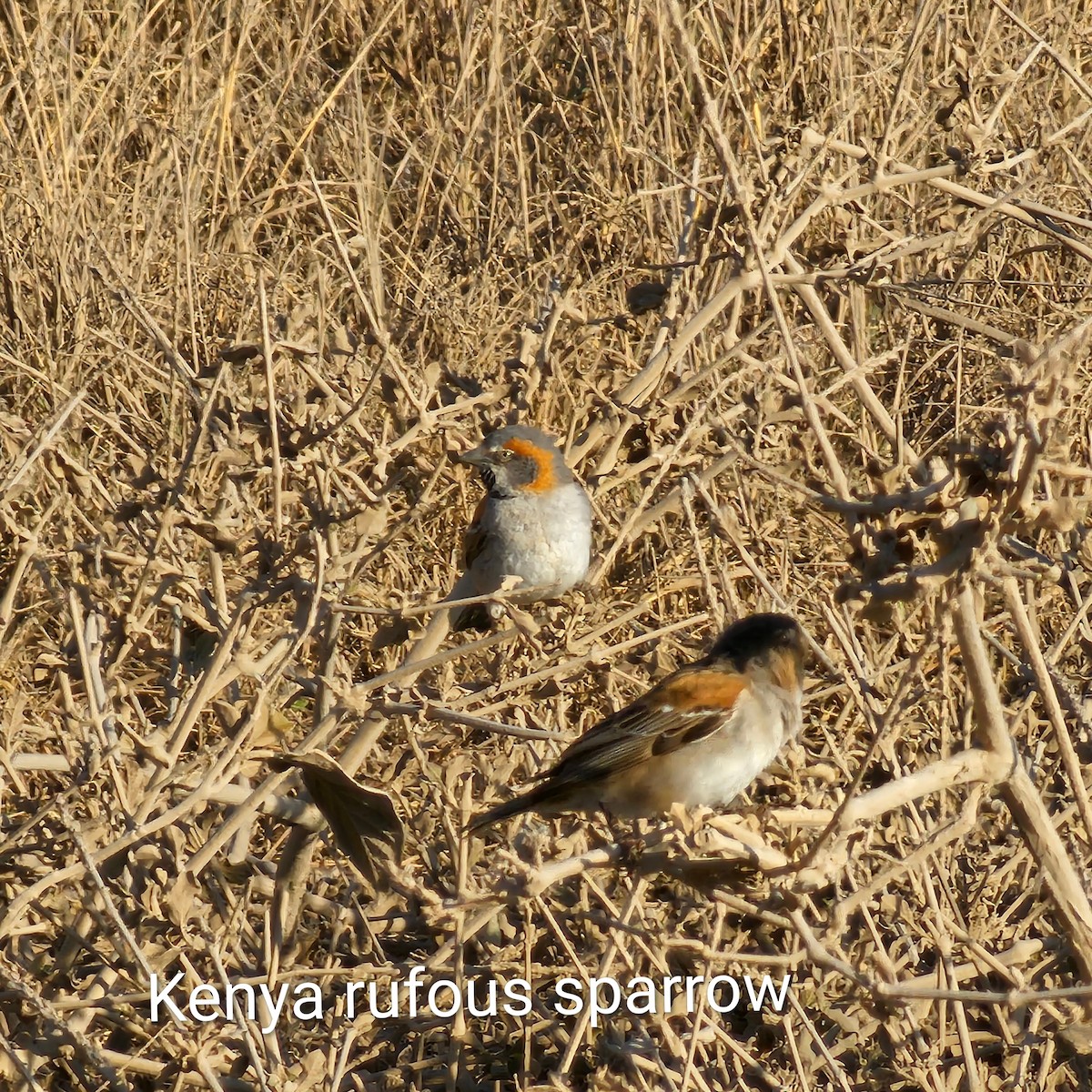 Kenya Rufous Sparrow - ML643592576