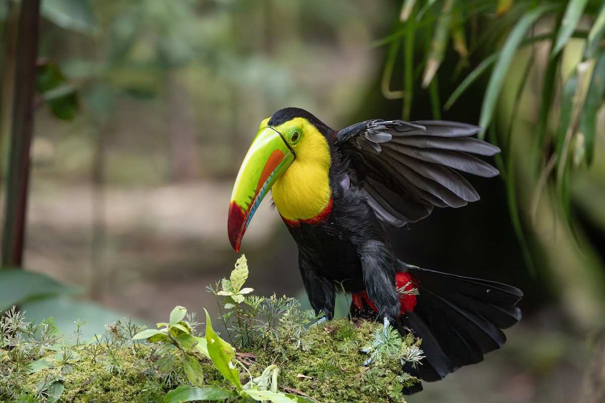 Keel-billed Toucan - ML643592583