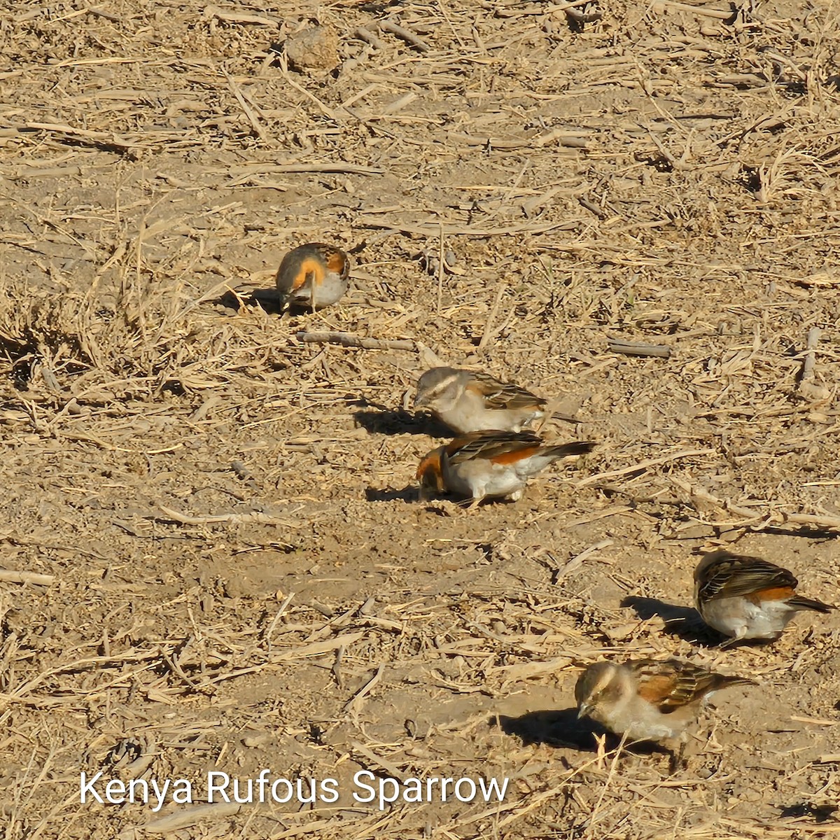 Kenya Rufous Sparrow - ML643592585