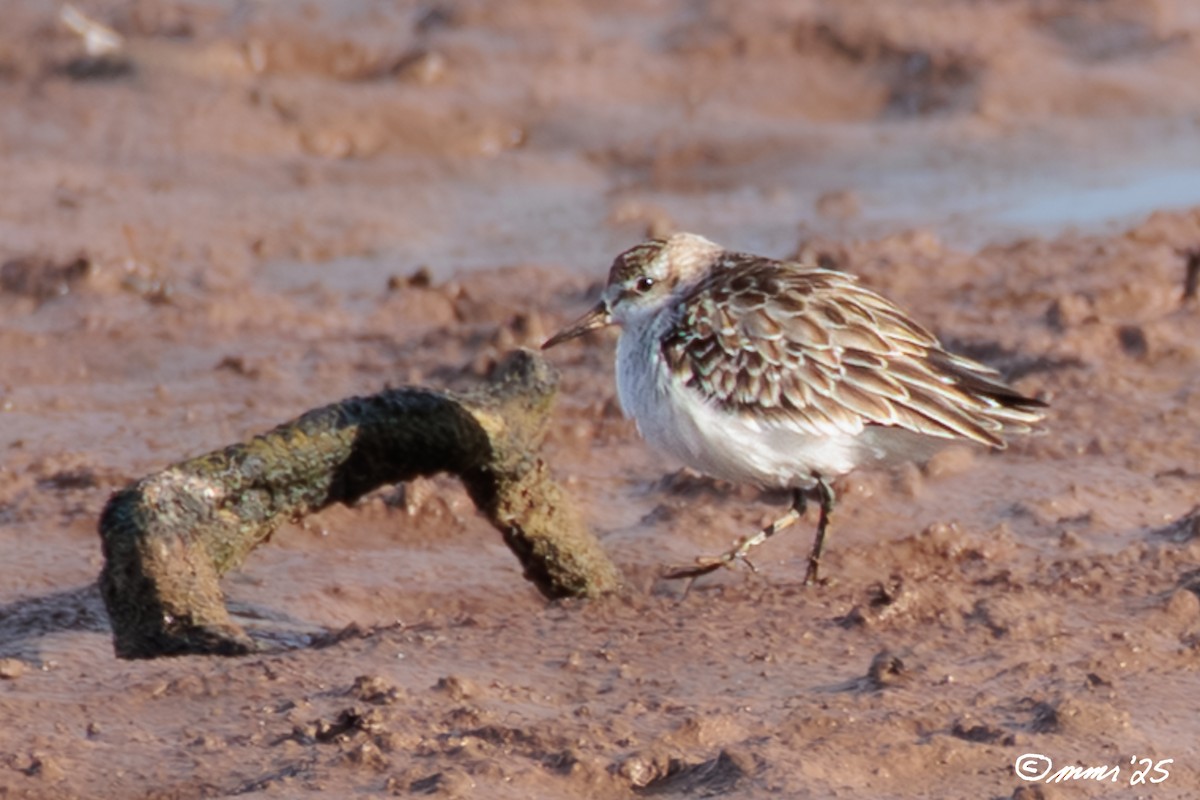Semipalmated Sandpiper - ML643592591